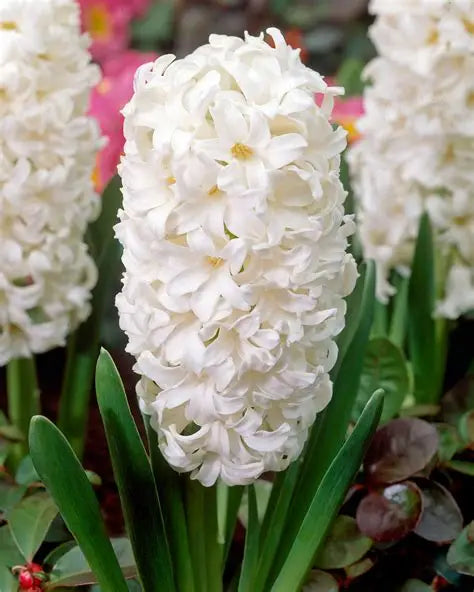 Hyacinth Carnegie