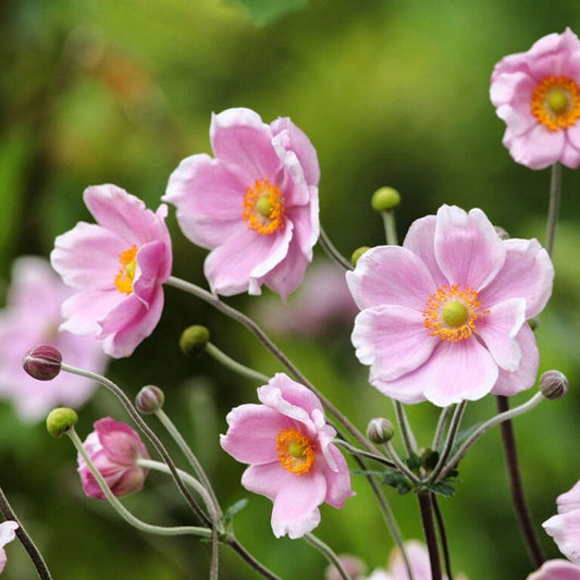 Anemone-Robustissima