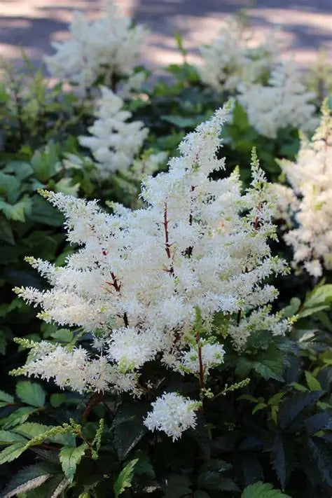 Astilbe-Rock and Roll