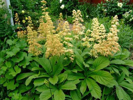 Rodgersia Plumrose Feather