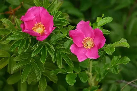 Rosa Rugosa