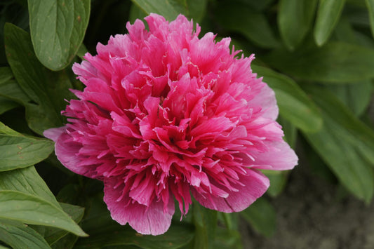 Peony Rosea Plena