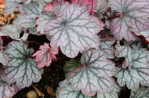 Heuchera-Rose Granita