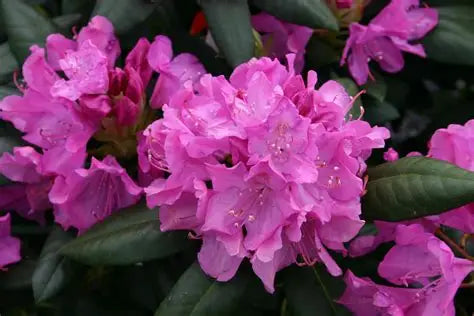 Rhododendron Roseum Elegans