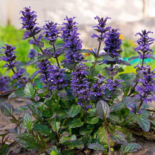 Ajuga Reptans Rosy Blue
