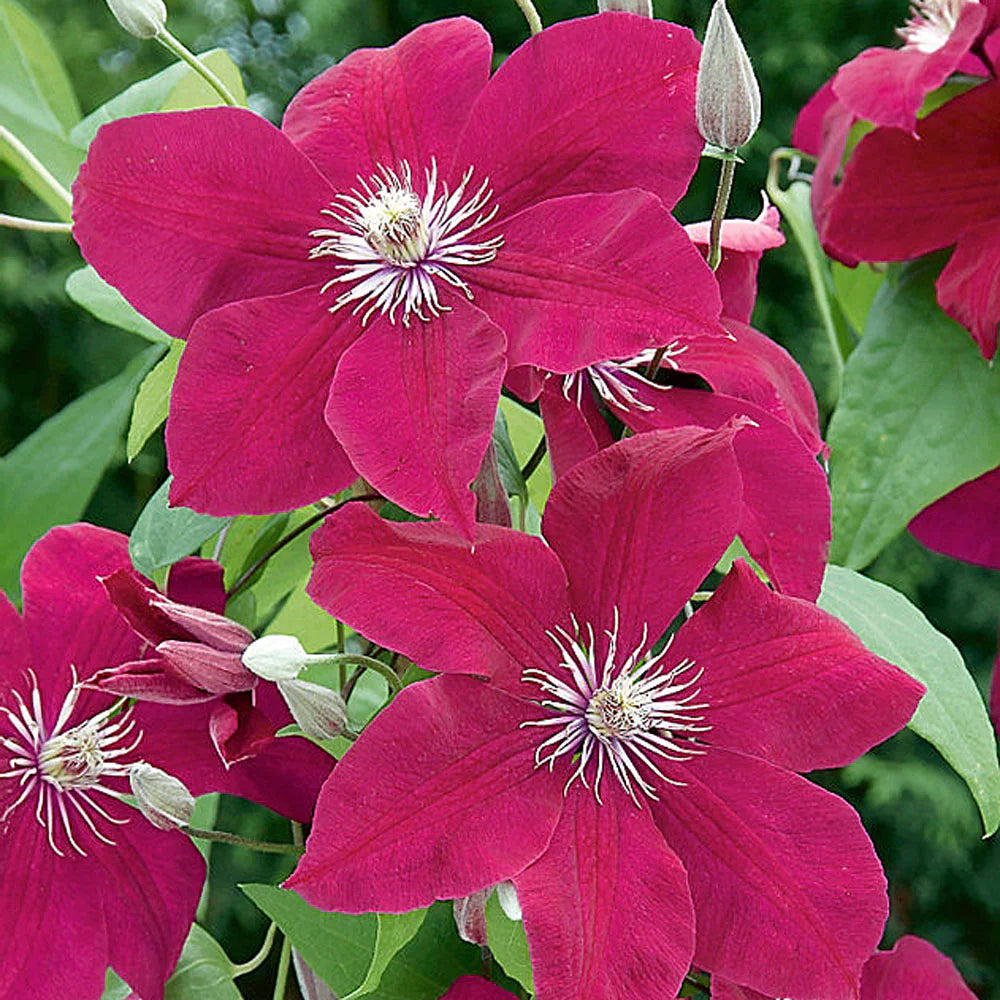 Clematis Rouge Cardinal