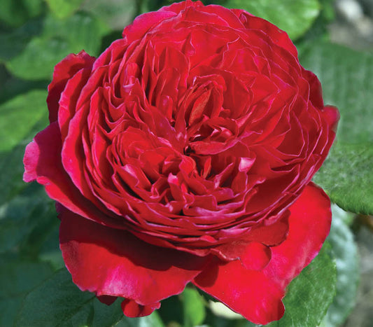 Rouge Royale Hybrid Tea Rose