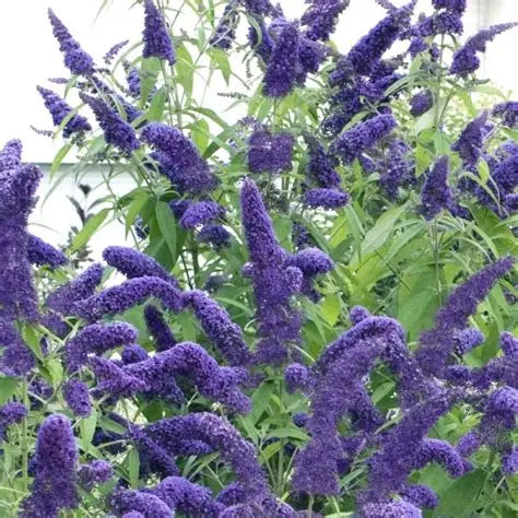 Buddleia Bush Royal Blue