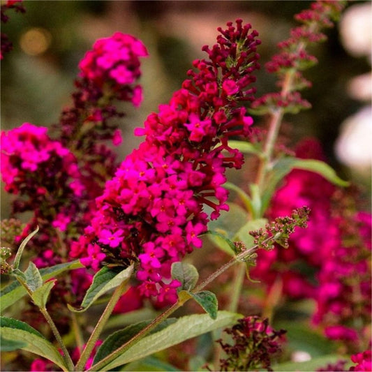 Buddleia Bush Royal Red