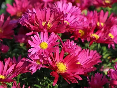 Aster-Royal Ruby