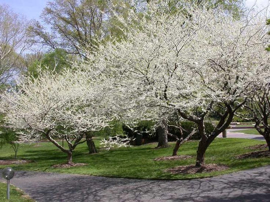 Redbud Royal White