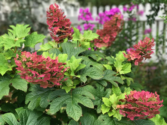 Hydrangea Ruby Slippers