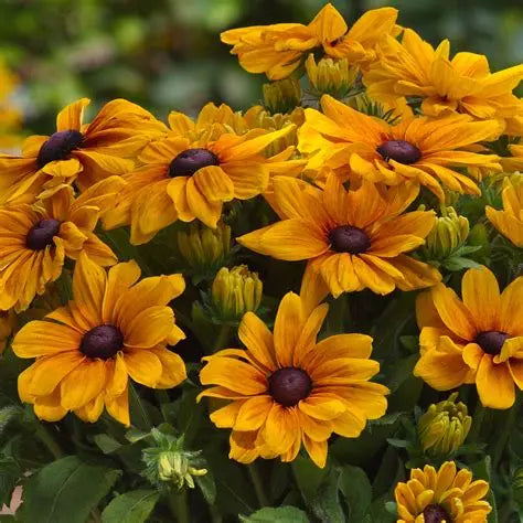 Rudbeckia Carolina