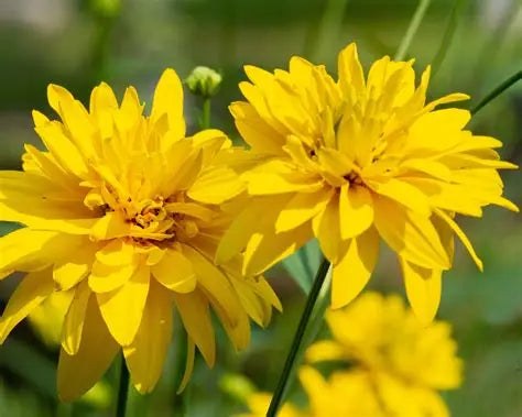 Rudbeckia Goldquelle