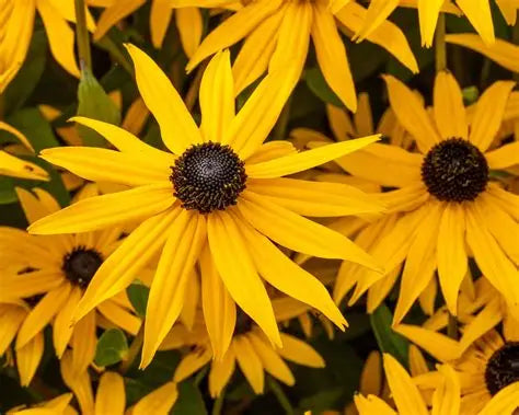 Rudbeckia Goldsturm