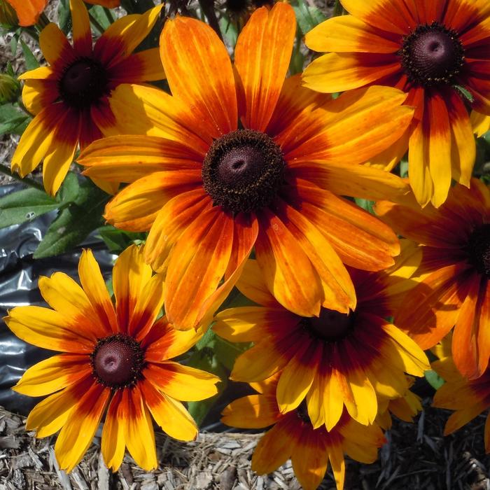 Rudbeckia Luna