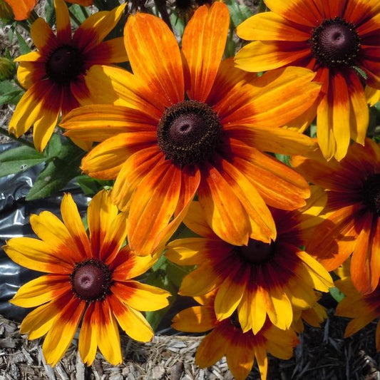 Rudbeckia Luna