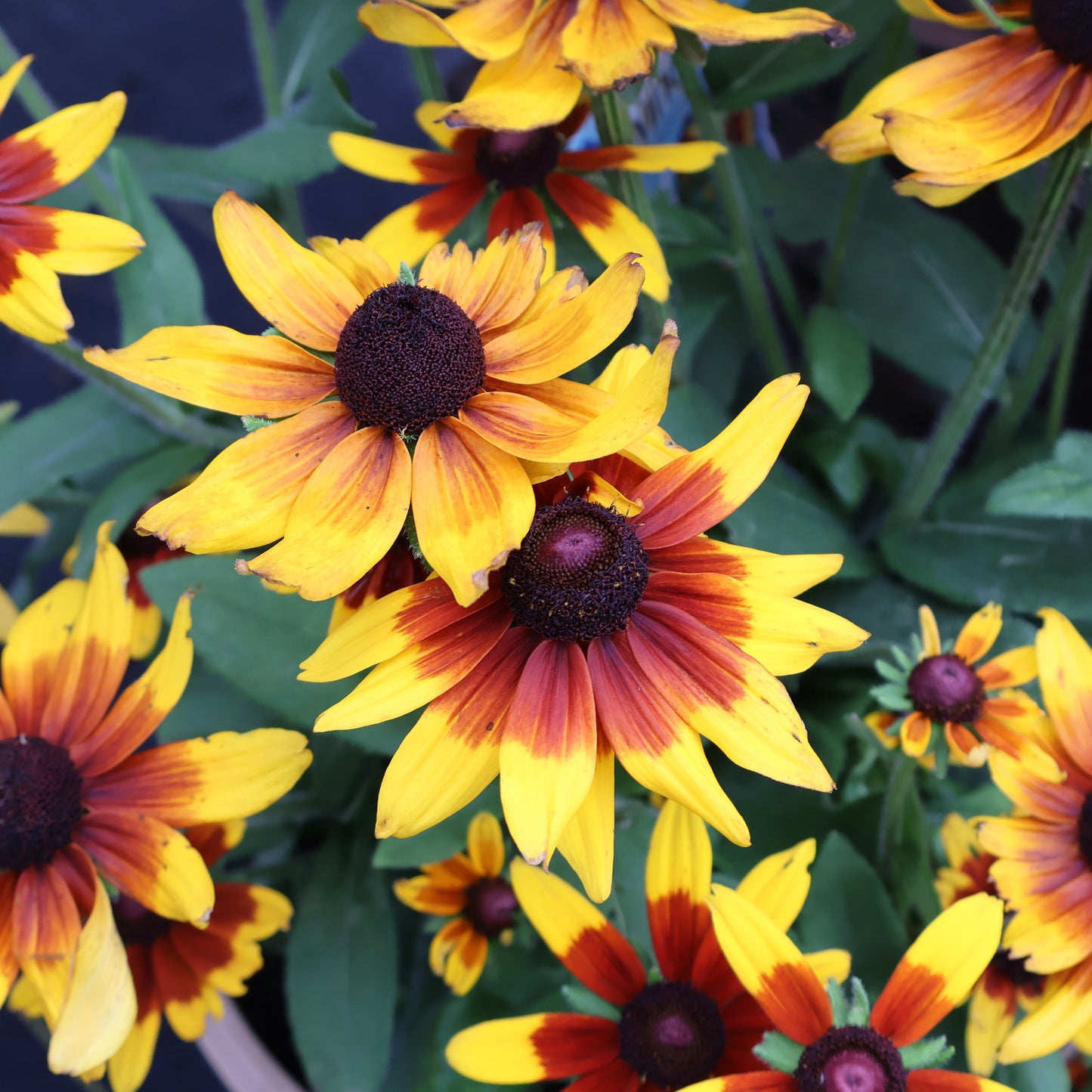 Rudbeckia Mia