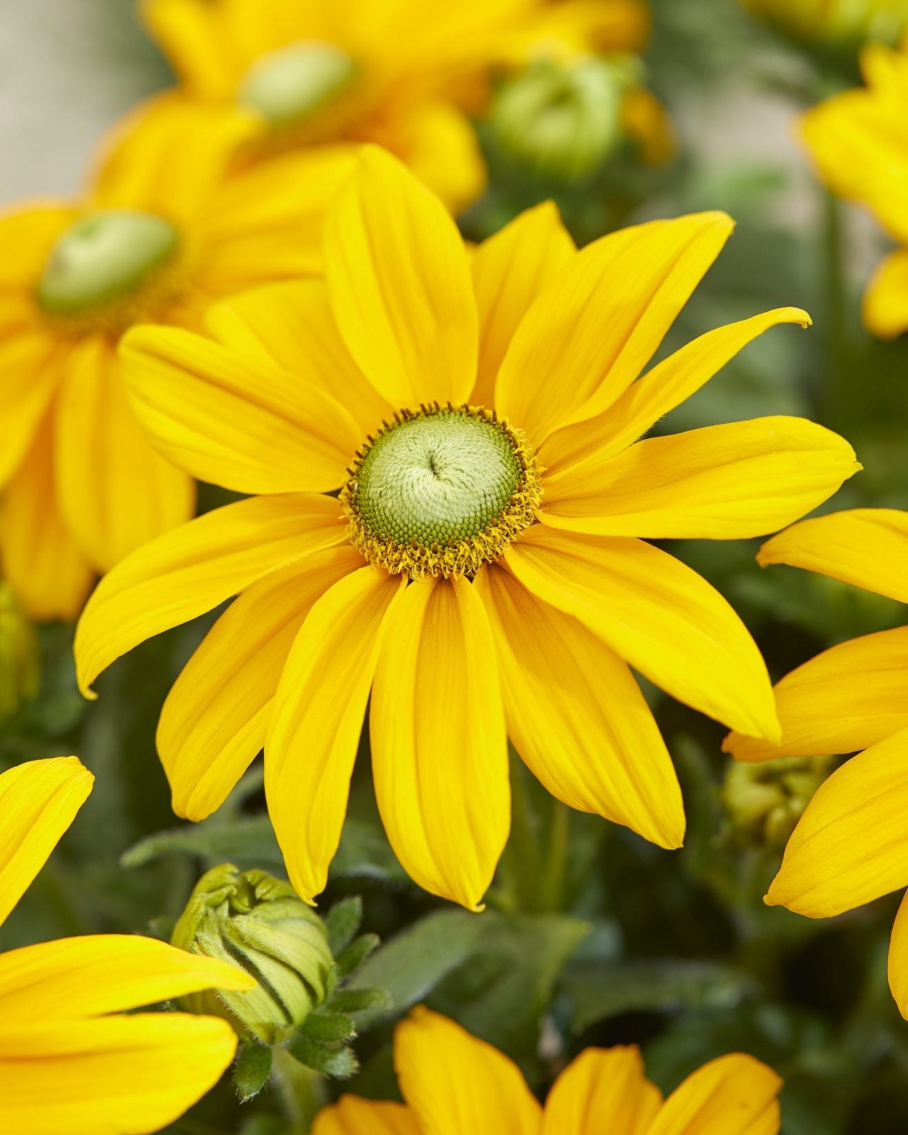 Rudbeckia Ophelia