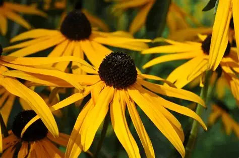 Rudbeckia Pot of Gold