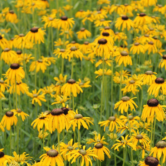 Rudbeckia Prairie Blaze