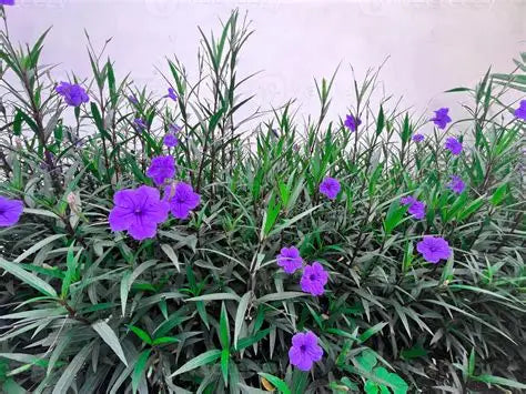 Ruellia Simplex