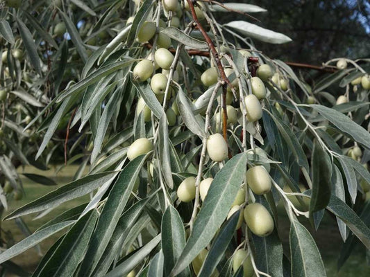 Elaeagnus Russian Olive
