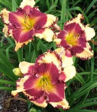 Daylily Sabine Baur