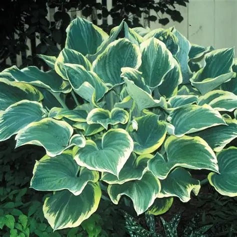 Hosta Sagae