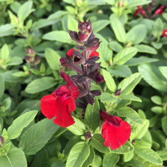 Salvia Cherry Red