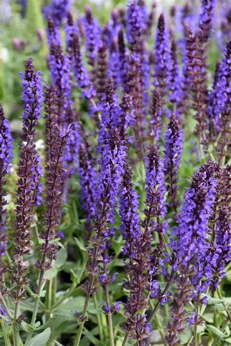 Salvia Lyrical Blues