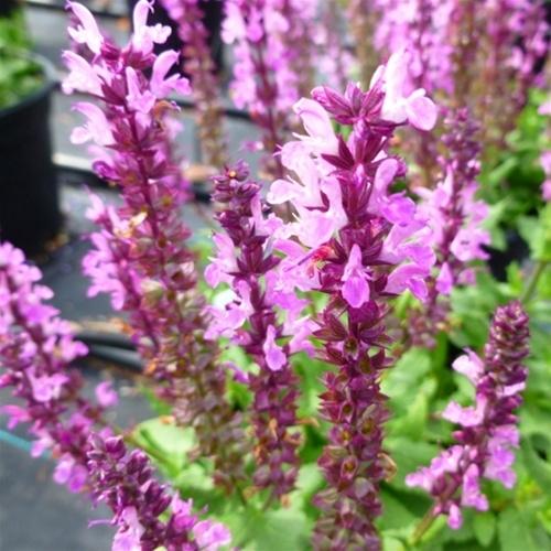 Salvia Lyrical Rose