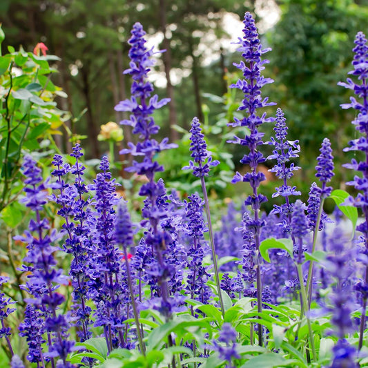 Salvia May Night