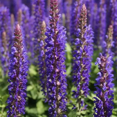 Salvia Nemorosa
