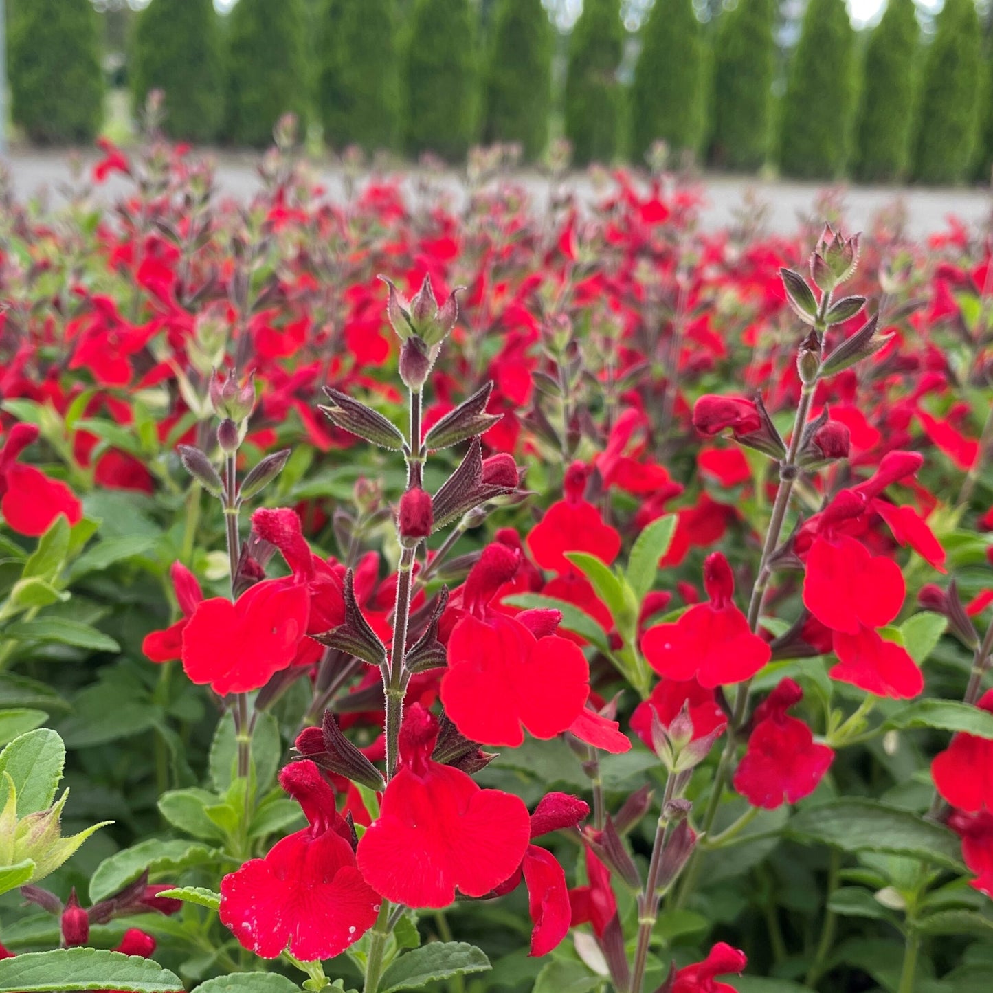 Salvia Radio Red