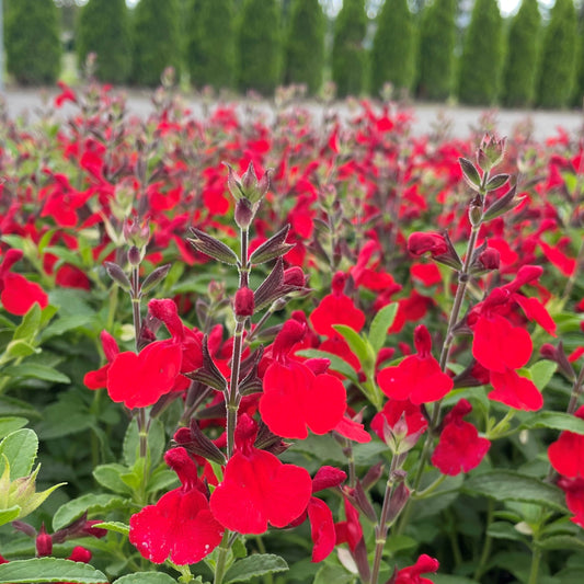 Salvia Radio Red