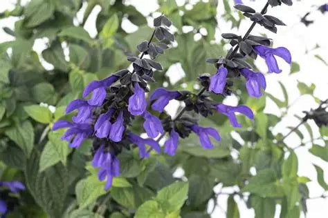 Salvia Rhythm and Blues