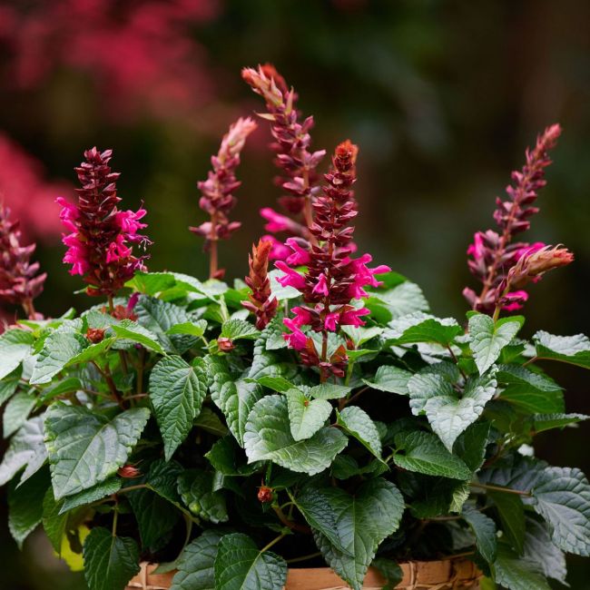 Salvia Saloon Flamingo