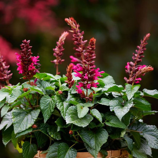 Salvia Saloon Flamingo