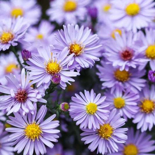 Aster-Sapphire Blue