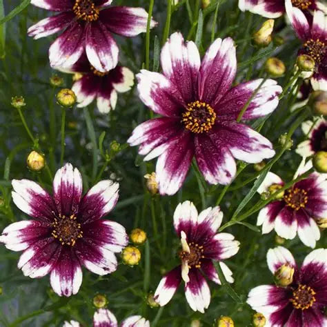 Coreopsis-Satin & Lace