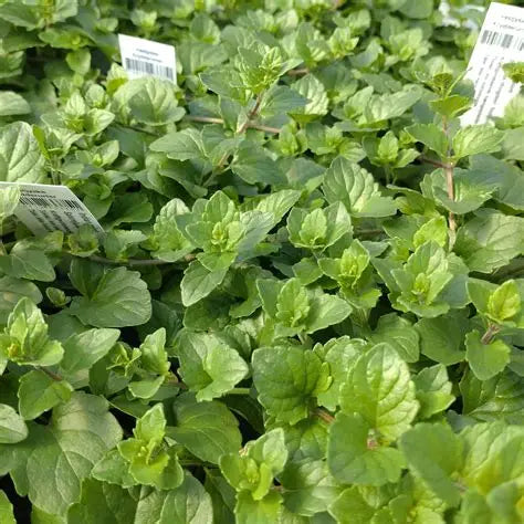 Satureja Indian Mint