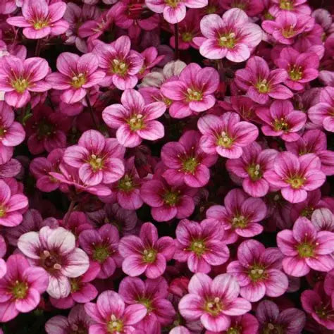 Saxifraga Marto Hot Rose