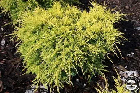 Juniper Saybrook Gold