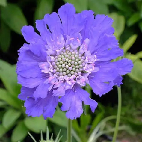 Scabiosa Deep Blue