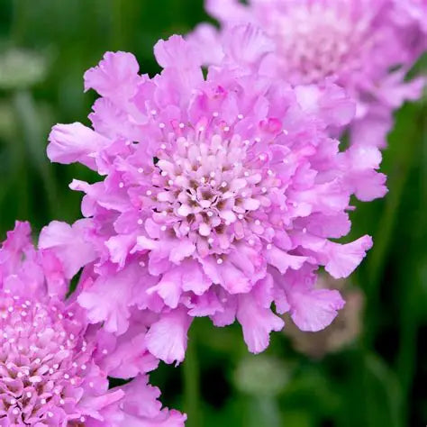 Scabiosa Deep Pink