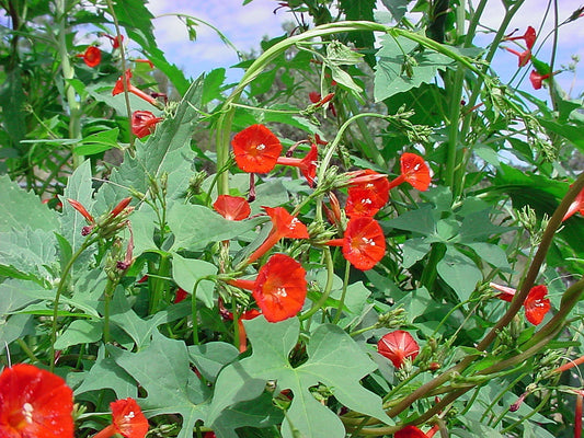 Morning Glory Scarlet