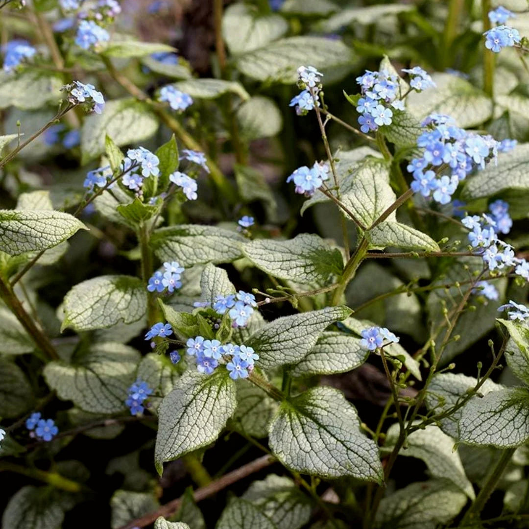 Brunnera-Sea Heart
