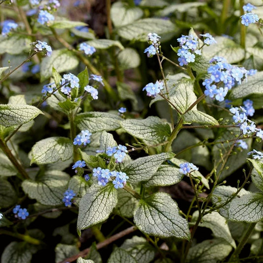 Brunnera-Sea Heart