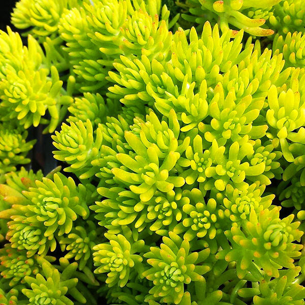 Sedum Lemon Ball